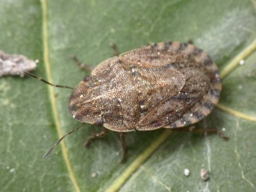 Sand-runner Shieldbug, photo 2 of 7