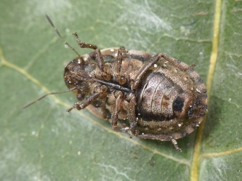 Sand-runner Shieldbug, photo 6 of 7