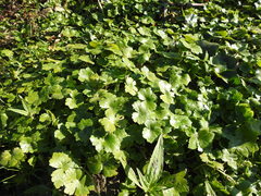 Hydrocotyle ranunculoides