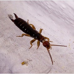Dermaptera