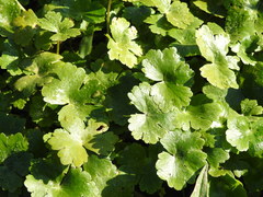 Hydrocotyle ranunculoides