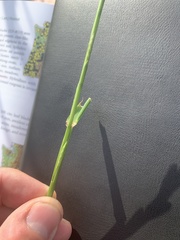 Lolium perenne perenne