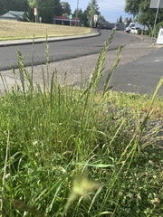 Lolium perenne perenne