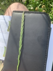 Lolium perenne perenne