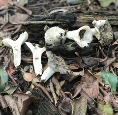 Russula subdensifolia