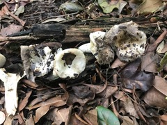 Russula subdensifolia