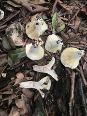 Russula subdensifolia