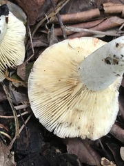 Russula subdensifolia