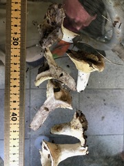 Russula subdensifolia