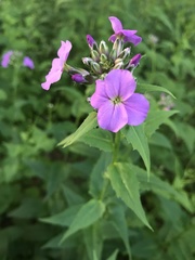 Hesperis matronalis