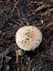 Amanita australis