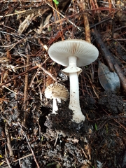 Amanita australis