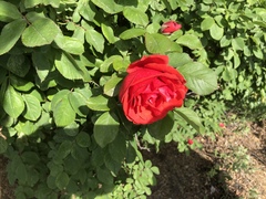 Rosa