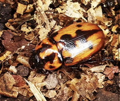 Cyclocephala deceptor