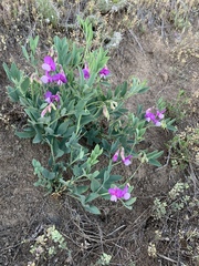 Lathyrus eucosmus