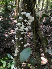 Marasmiellus cubensis