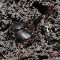 Onthophagus hecate