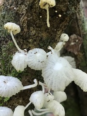 Marasmiellus cubensis