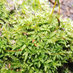 Tortula subulata