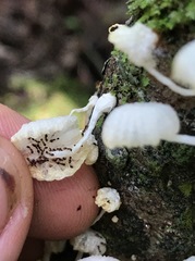 Marasmiellus cubensis