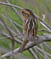 Nelson's Sparrow photo 4