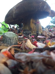 Phlebopus marginatus