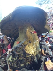 Phlebopus marginatus