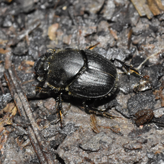 Onthophagus hecate