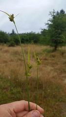 Carex pallescens