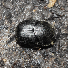Onthophagus hecate