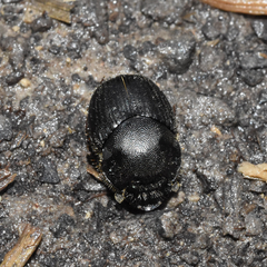 Onthophagus hecate