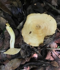 Lactarius yazooensis