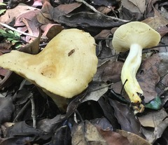 Lactarius yazooensis