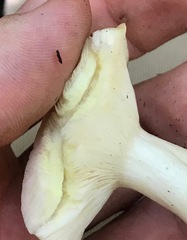 Lactarius yazooensis