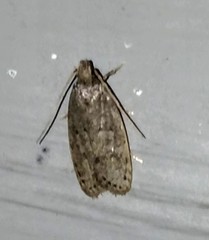 Autosticha kyotensis