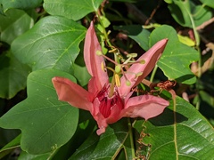 Passiflora aurantia