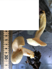 Lactarius yazooensis