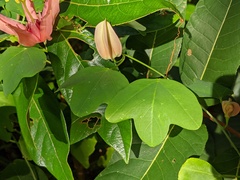 Passiflora aurantia