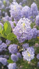 Ceanothus thyrsiflorus
