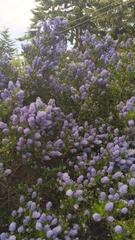 Ceanothus thyrsiflorus