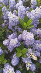 Ceanothus thyrsiflorus