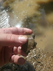 Actinemys marmorata marmorata