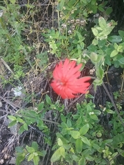Silene serpentinicola
