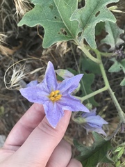 Solanum elaeagnifolium