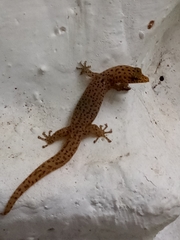 Sphaerodactylus difficilis anthracomus