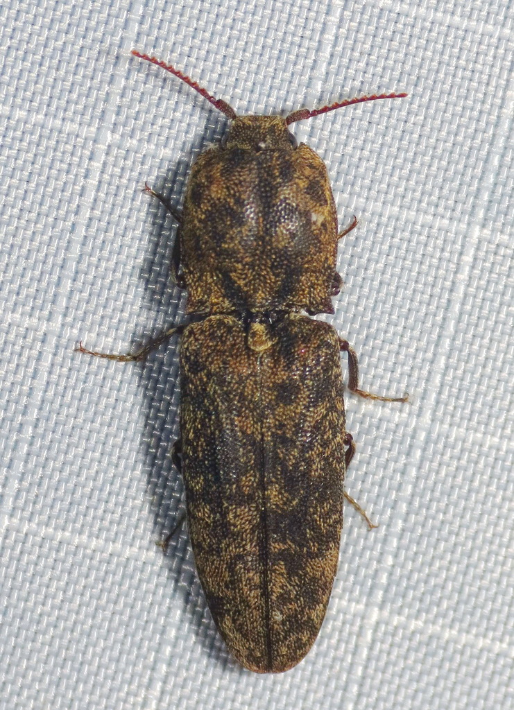 Marbled Click Beetle
