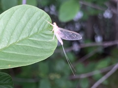 Ephemeroptera
