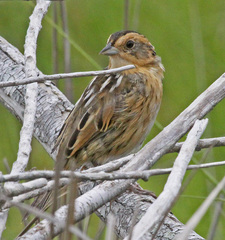Nelson's Sparrow photo 5