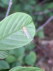 Ephemeroptera