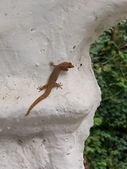 Sphaerodactylus difficilis anthracomus